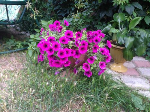 Hostal Guest House Miria