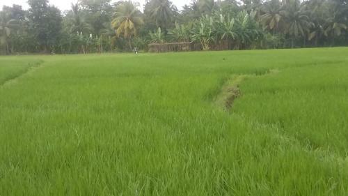 Hostal Lak Nilla Guest House