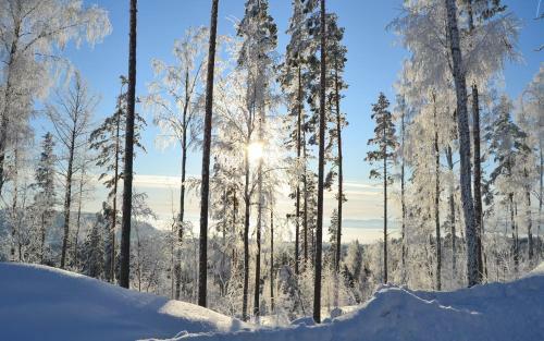 Riihivuori Cottages