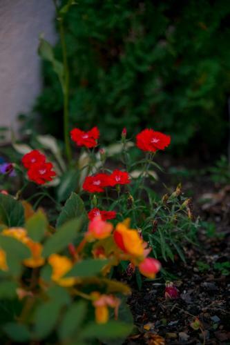 Hostal Guest House Milana