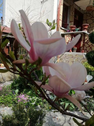 Hostal Veselata Guest House