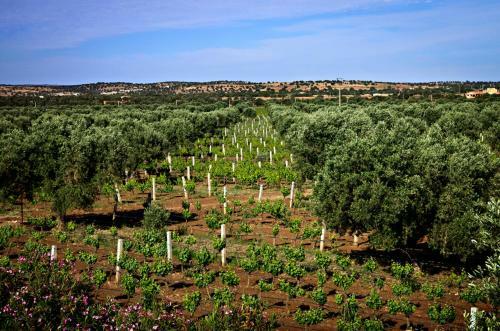 Bed & Breakfast Ryad De Vignes " Le Val D'argan "