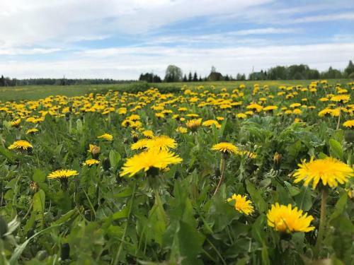 Agroturismo Eco-farm Polesye