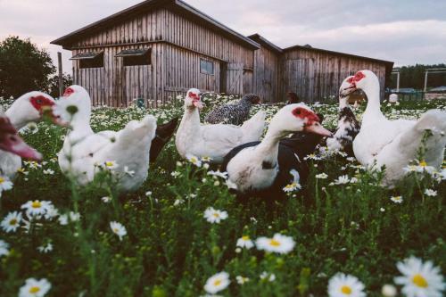 Agroturismo Eco-farm Polesye