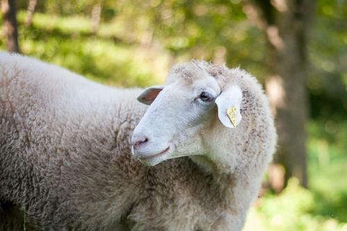 Agroturismo Farm Stay Kramer