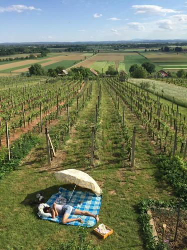 Vineyard Living