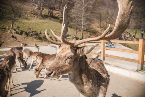 Glamping Olimia Adria Village