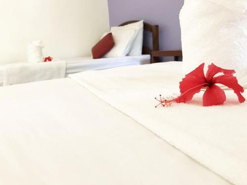 Albergue Yoghurt Home 3