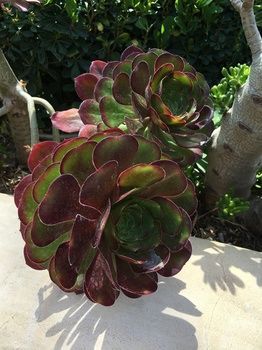 Hotel Best Western Plus South Coast Inn