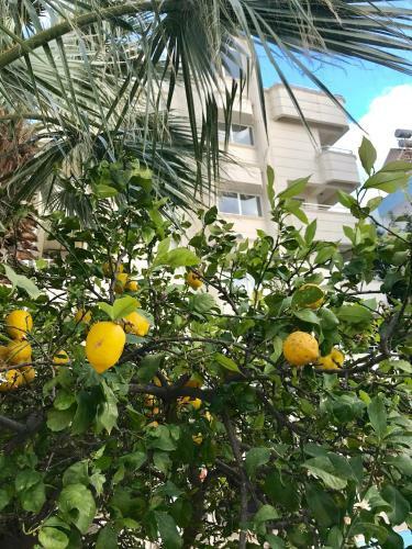 Hotel Rumana