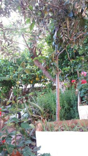 Hostal Likya Pansiyon