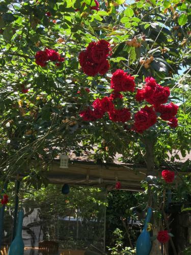 Hostal Likya Pansiyon