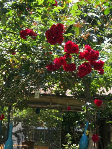 Hostal Likya Pansiyon