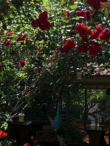 Hostal Likya Pansiyon