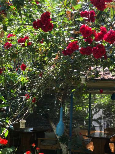 Hostal Likya Pansiyon