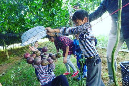 Bed & Breakfast Songfeng Xiuxian Homestay