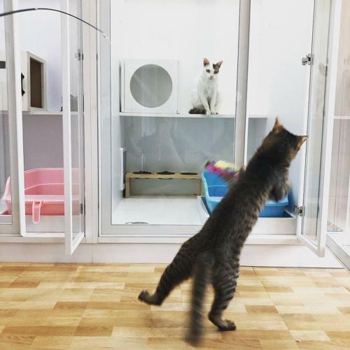 Apartamento Meo-woo Cat Travel