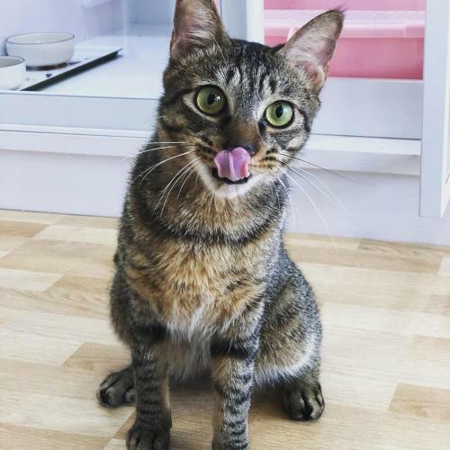 Apartamento Meo-woo Cat Travel