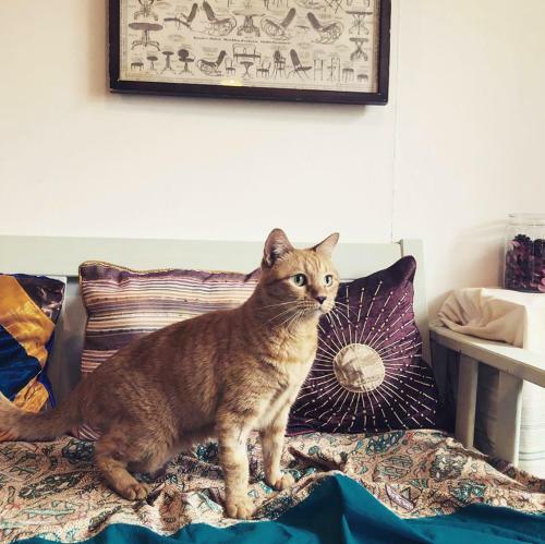 Apartamento Meo-woo Cat Travel