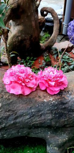 Lushan Xiangting Tea Homestay