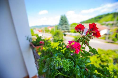 Hostal Guest House In Drachino