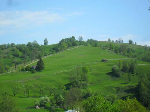 Azaliya