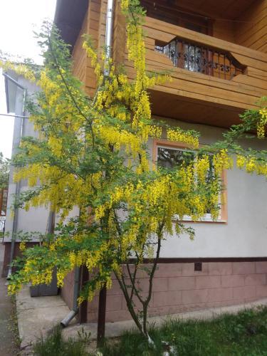 Hostal Zyma_lito Guest House