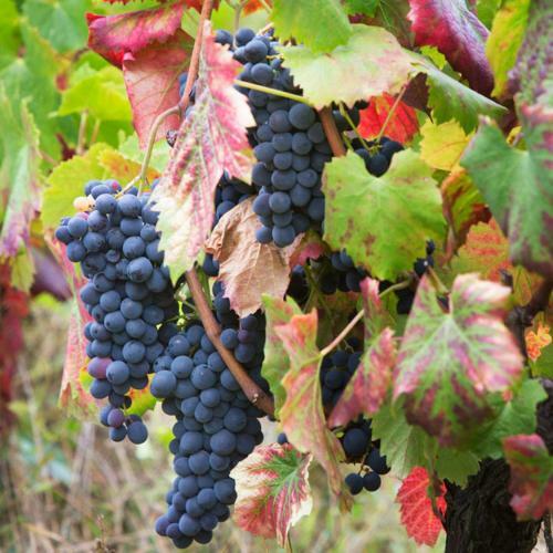 Agroturismo Quinta De Santa J�lia