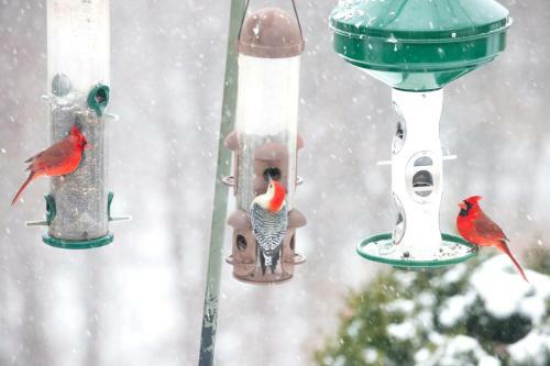 Bed & Breakfast Orchard Inn