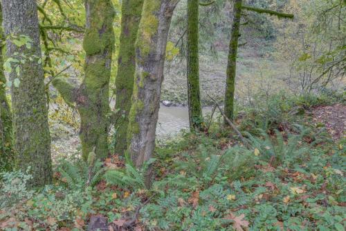 Sandy River Serenity