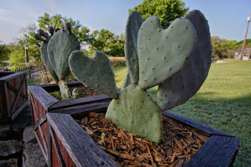 Live Oak B&B