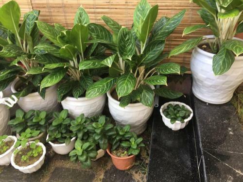 An Bang Scent Beach Homestay