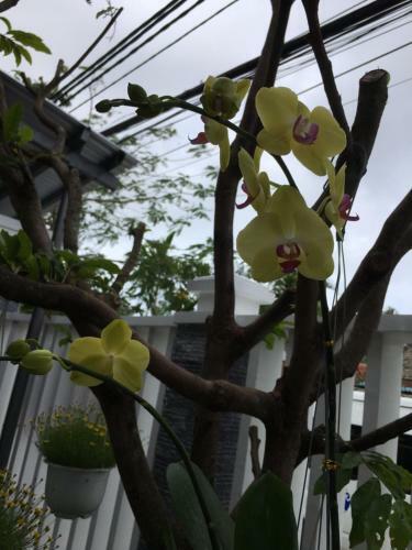 An Bang Scent Beach Homestay