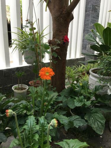 An Bang Scent Beach Homestay