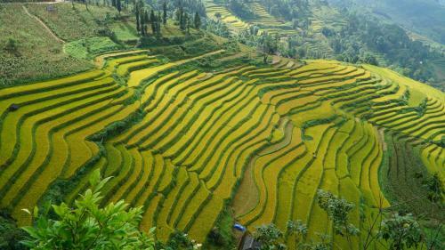 Huy Trung Homestay