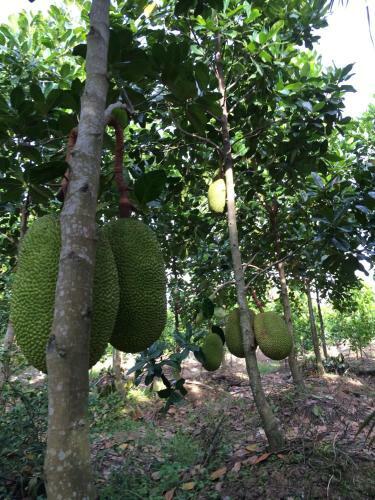 The Durian Lodge At Mekong