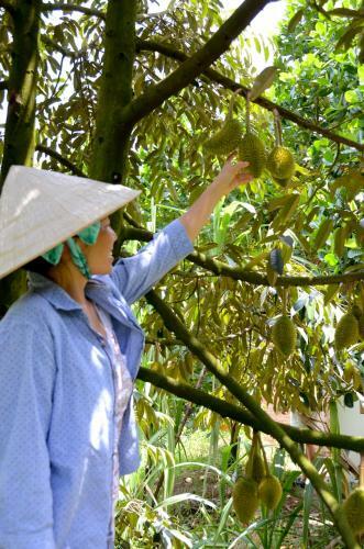 The Durian Lodge At Mekong
