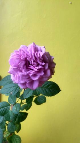 Bed & Breakfast Adam Eva Homestay