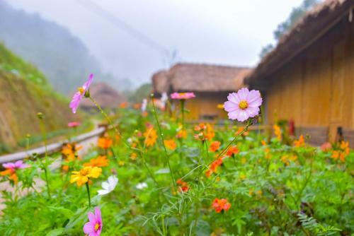 Dao Homestay