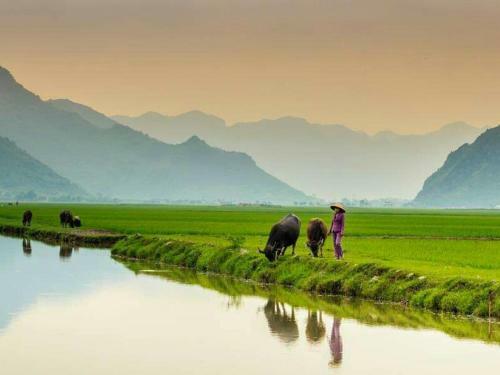 Albergue Tam Coc White Swan Homestay