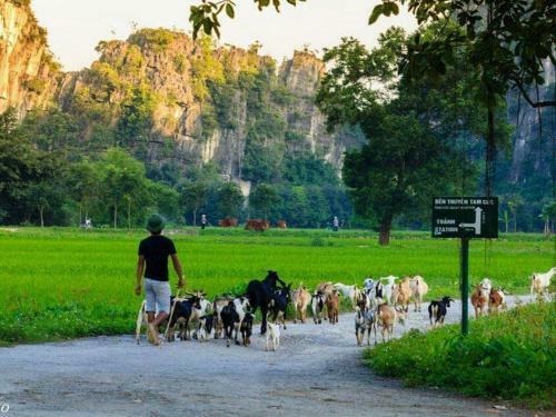 Albergue Tam Coc White Swan Homestay