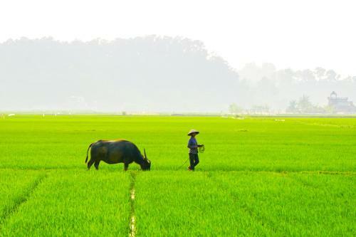 Ninh Binh Family Homestay