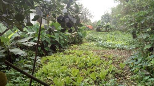 Apartamento Hoang Homestay