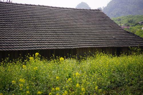 The November - Moc Chau