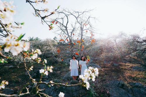 The November - Moc Chau