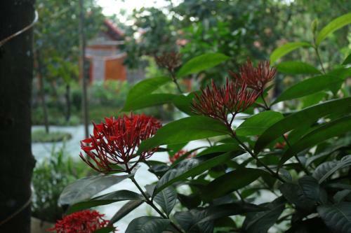 Tam Coc Thanh Dat Homestay