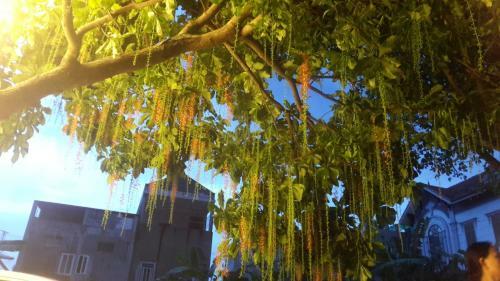 Huong Sen Homestay