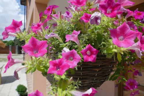 Hostal Anzor Guest House