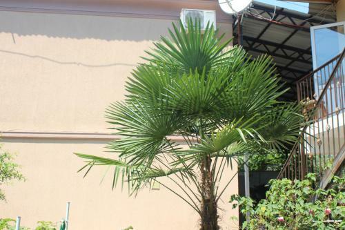 Hostal Guest House Diana