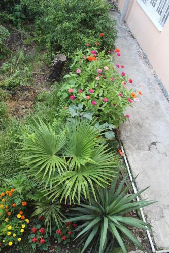 Hostal Guest House Diana